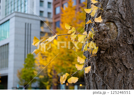 都会のビル群に囲まれた歩道に佇む紅葉で美しい黄色に染まったイチョウの葉と幹・（東京都千代田区） 125246551
