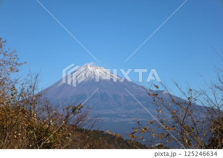 秋、木と雄大な富士山絶景の調和 125246634
