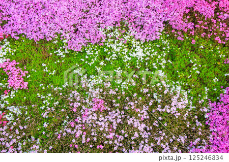 咲き誇る芝桜 125246834