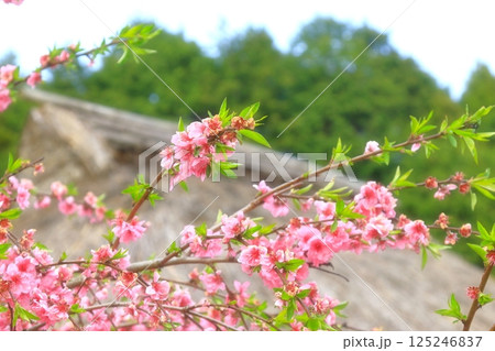里山に咲く八重桜 里山に咲く八重桜 125246837