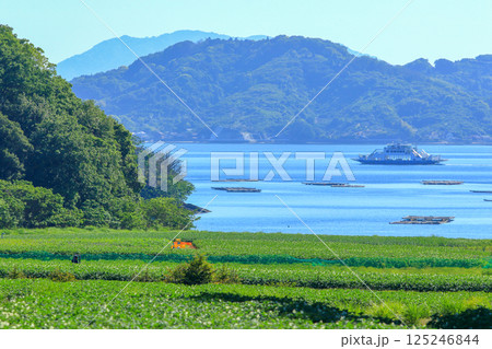 海の恵み(牡蠣)と大地の恵み(じゃがいも) 125246844