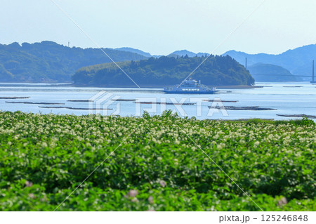 初夏の穏やか瀬戸内海を進むフェリー 125246848