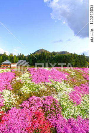 里山に咲き誇る芝桜 里山に咲き誇る芝桜 125246853