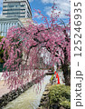 桜咲く 125246935