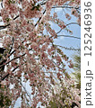 桜のある風景 125246936