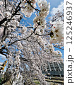 満開の桜の木の下で 125246937