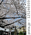 桜のある風景 125246939