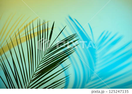 Tropical leaves in neon light with duotone shadows Tropical leaves in neon light with duotone shadows 125247135