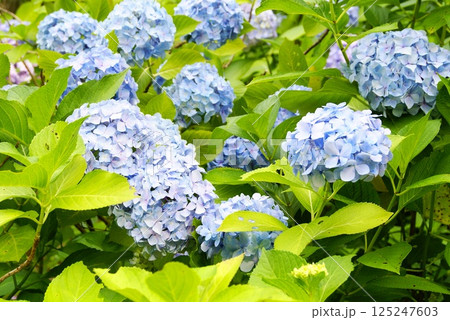 カラー　花　紫陽花　自然　背景（2025年4月登録） 125247603