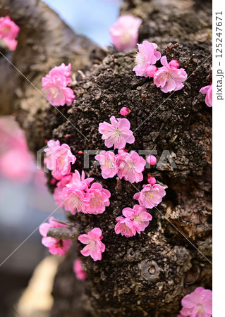 射水神社の紅白梅 125247671