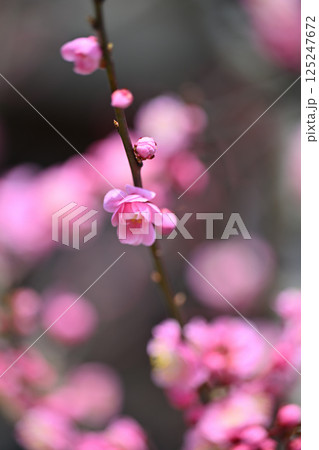 射水神社の紅白梅 射水神社の紅白梅 125247672
