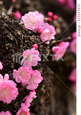 射水神社の紅白梅 125247673