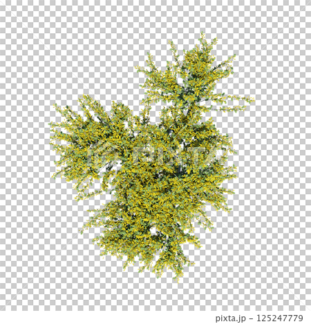 bush, top view, isolate on a transparent background, 3D illustration, cg render 125247779