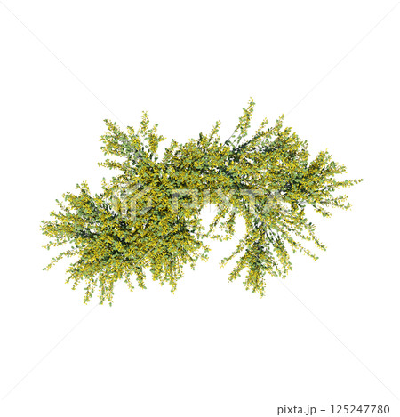 bush, top view, isolate on a transparent background, 3D illustration, cg render 125247780