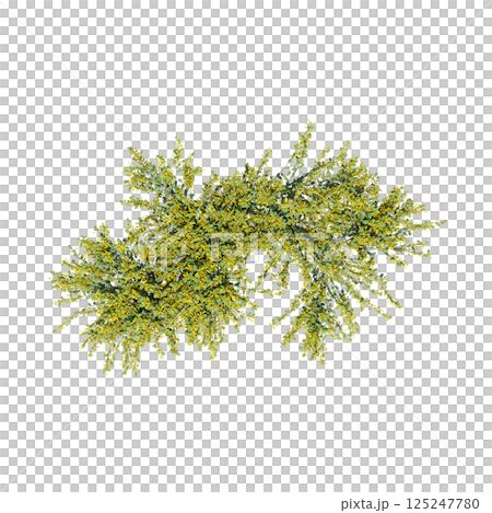 bush, top view, isolate on a transparent background, 3D illustration, cg render 125247780
