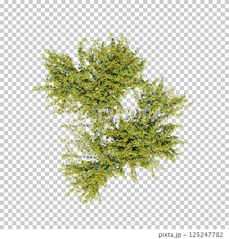 bush, top view, isolate on a transparent background, 3D illustration, cg render bush, top view, isolate on a transparent background, 3D illustration, cg render 125247782