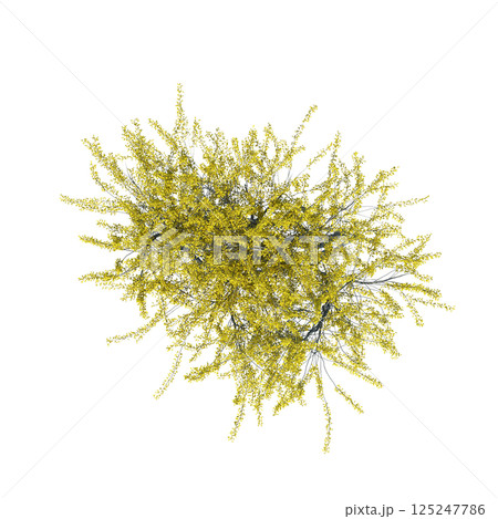 bush, top view, isolate on a transparent background, 3D illustration, cg render 125247786