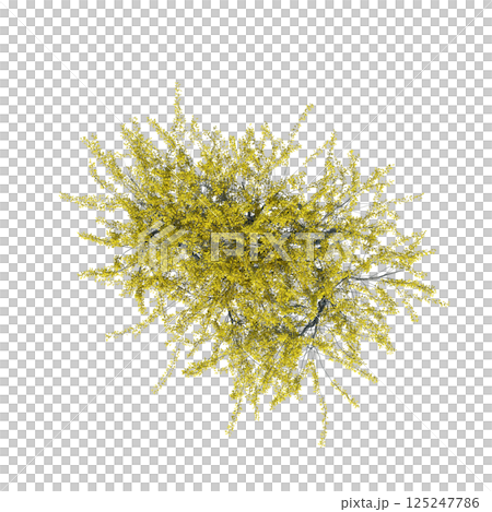 bush, top view, isolate on a transparent background, 3D illustration, cg render 125247786