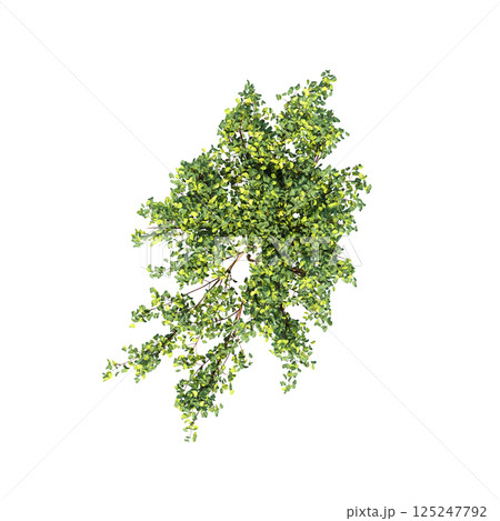 bush, top view, isolate on a transparent background, 3D illustration, cg render 125247792