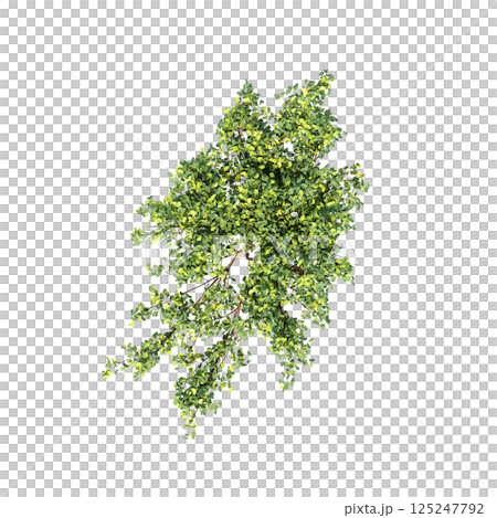 bush, top view, isolate on a transparent background, 3D illustration, cg render 125247792