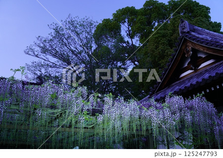 藤の花に囲まれた寺院　葛井寺　藤のライトアップ 125247793