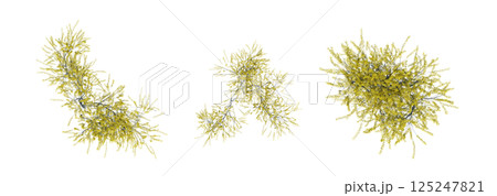 bush, top view, isolate on a transparent background, 3D illustration, cg render 125247821
