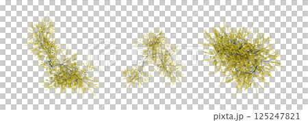 bush, top view, isolate on a transparent background, 3D illustration, cg render 125247821