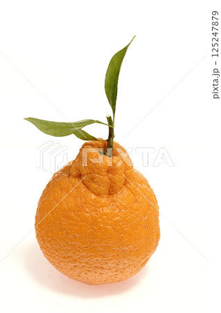 デコポン 蒲郡デコポン 愛知県産 デコポン 蒲郡デコポン 愛知県産 125247879