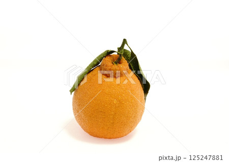 デコポン　蒲郡デコポン 愛知県産　 125247881