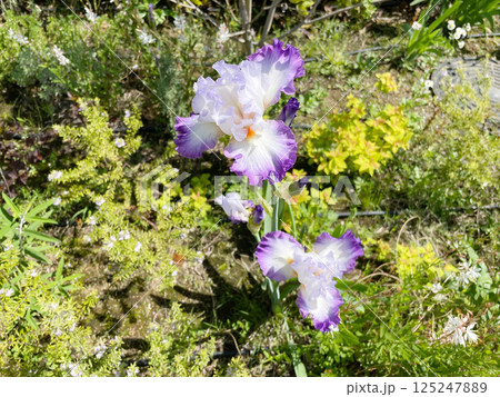 ジャーマンアイリス ドイツアヤメの紫の花 ジャーマンアイリス ドイツアヤメの紫の花 125247889