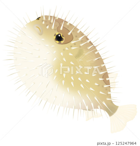 かわいいハリセンボン 125247964