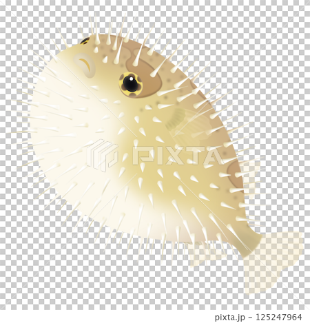 かわいいハリセンボン 125247964