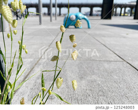 コバンソウ 小判形の穂がかわいいイネ科の植物 125248003