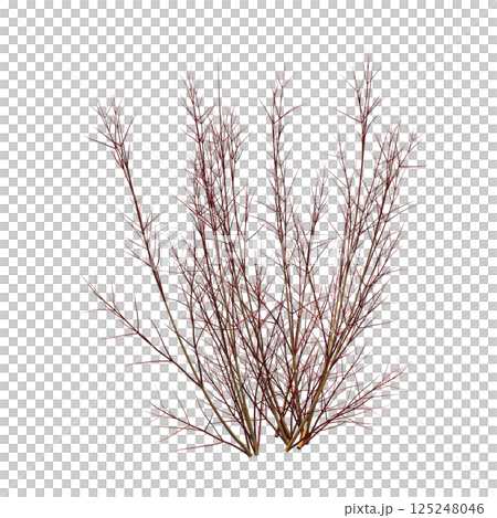 bush isolate on a transparent background, 3D illustration, cg render 125248046