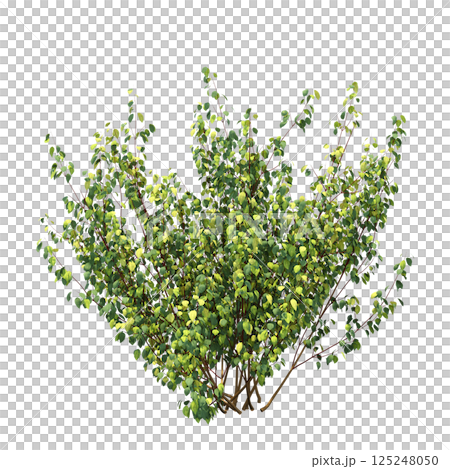 bush isolate on a transparent background, 3D illustration, cg render 125248050