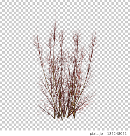 bush isolate on a transparent background, 3D illustration, cg render bush isolate on a transparent background, 3D illustration, cg render 125248051