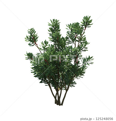 bush isolate on a transparent background, 3D illustration, cg render 125248056