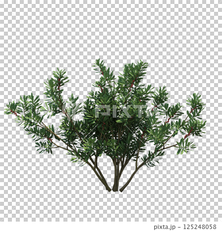 bush isolate on a transparent background, 3D illustration, cg render bush isolate on a transparent background, 3D illustration, cg render 125248058