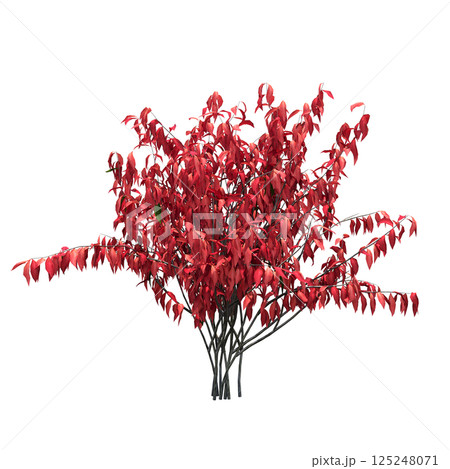 bush isolate on a transparent background, 3D illustration, cg render bush isolate on a transparent background, 3D illustration, cg render 125248071