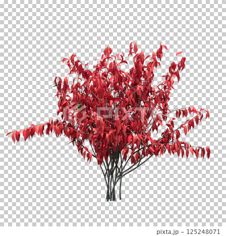 bush isolate on a transparent background, 3D illustration, cg render 125248071