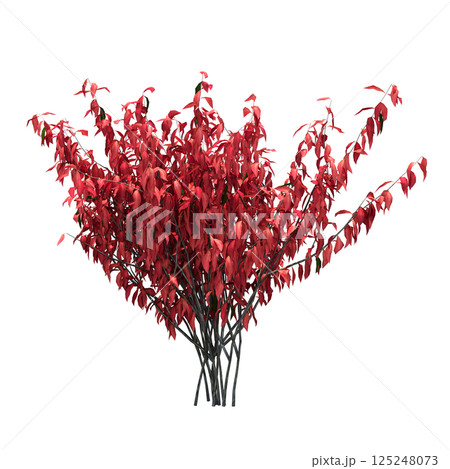 bush isolate on a transparent background, 3D illustration, cg render bush isolate on a transparent background, 3D illustration, cg render 125248073