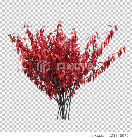 bush isolate on a transparent background, 3D illustration, cg render bush isolate on a transparent background, 3D illustration, cg render 125248073