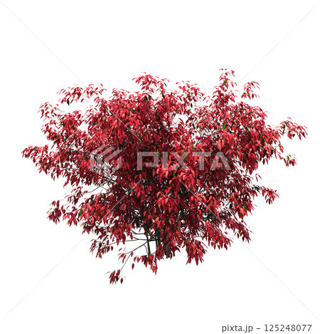 bush isolate on a transparent background, 3D illustration, cg render 125248077