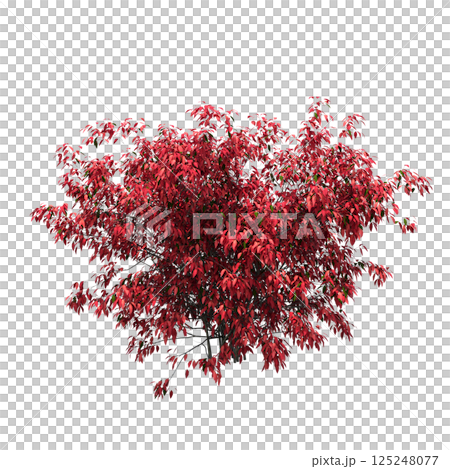 bush isolate on a transparent background, 3D illustration, cg render 125248077