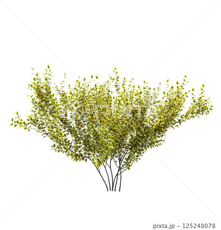 bush isolate on a transparent background, 3D illustration, cg render 125248078
