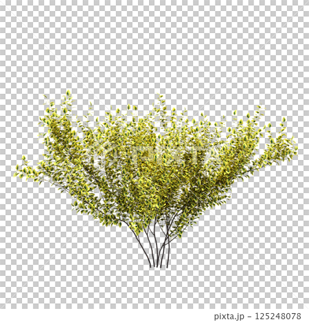 bush isolate on a transparent background, 3D illustration, cg render 125248078