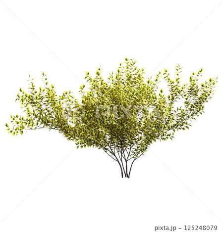 bush isolate on a transparent background, 3D illustration, cg render 125248079