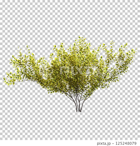 bush isolate on a transparent background, 3D illustration, cg render 125248079