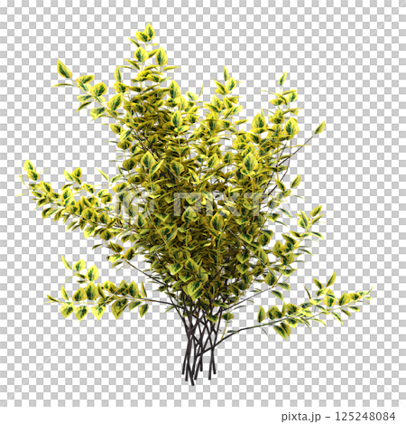 bush isolate on a transparent background, 3D illustration, cg render 125248084