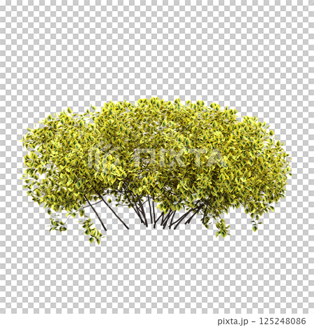 bush isolate on a transparent background, 3D illustration, cg render 125248086
